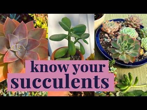 6 Succulents You Need to Know | Complete Care Guide