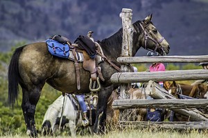 2 Hour Horseback Ride