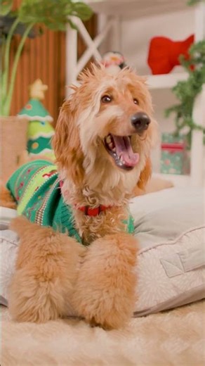 Camas para perros de talla grande en Petco