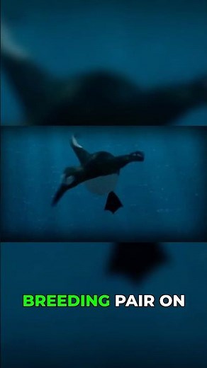 The final moments of the Great Auk #history #extinction #shorts