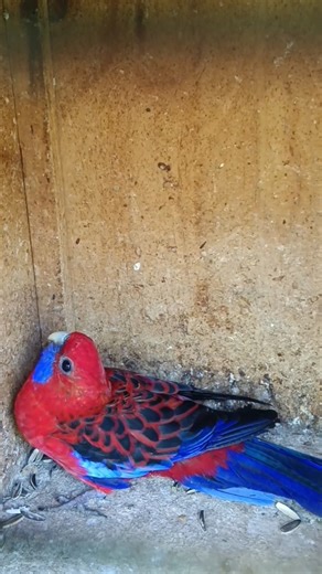 female ringneck parrot sound #birds #nature #rabbit