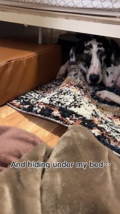 76K views · 874 reactions | The great dane who found her tiny soulmate 殺 Watch as this gentle giant saves a tiny chihuahua's life  #rescuedogsarethebest #cutepuppyvideos | Dear Danes | Facebook