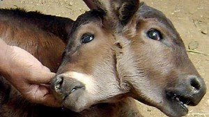 47K views · 497 reactions | Most Shocking Animal Mutations From Around The World #mutation #crossbreeding | Most Amazing Top 10 | Facebook