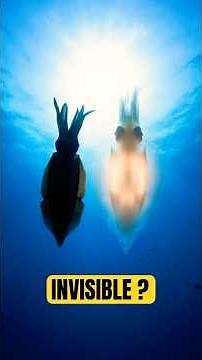 This Squid Hides by Glowing #fireflysquid #shorts