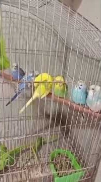 providing nesting materials for my birds