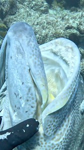 2.1M views · 10K reactions | Spearfishing GIANT Grouper! #fishing #spearfishing | Nick Bailey Spearfishing | Facebook