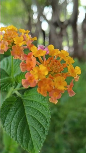 Bunga Tahi Ayam / Tembelek nama latinnya Lantana camara #Bunga #Bungatahiayam #bungataiayam