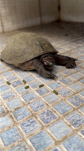 Malayan Box Turtle Feeding on Pellets #turtle #malayanboxturtle