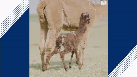 Baby alpaca takes first steps