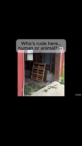Are Animals Rude? This compilation humorously questions whether animals exhibit 'rudeness' in their interactions with humans, showcasing various encounters. Ultimately, the animals are simply displaying their natural behaviors, highlighting how human concepts like rudeness don't apply to the animal kingdom. Animals AnimalBehavior Goats Frogs Cows Nature FunnyAnimals PetHumor Wildlife HumanAnimalInteraction | The Daily Buzz
