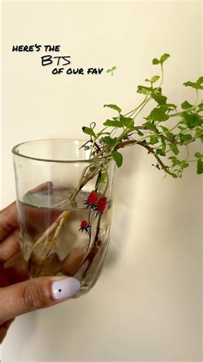 #ihavethisthingwithplants |#growing #herbs in my #urban #garden |#slowlife | #plantiistry