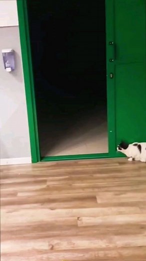 ▶️Weeememes◀️ on Instagram: "Follow for more weee🤣👍 #cat#cats#weee#funny#wee#viral#reels#animals#trynottolaugh#f4f#l4l#instagram#pets#scared#jump#yeet#dog"