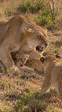 A Mother Lioness Protects Her Newborn Cubs From Their Siblings | Maasai Mara National Reserve