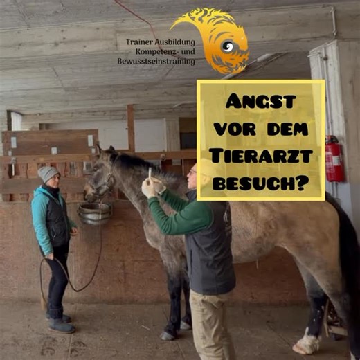 Chi horsing ☯️Ganzheitliches Pferdebewusstsein 💜Alexandra König on Instagram: "Ich glaube, dass viele Menschen nach Methoden suchen, weil sie sich selbst nicht vertrauen oder sich nicht die Zeit geben, ein echtes Gefühl für ihr Pferd zu entwickeln. Ein Gefühl dafür, wie Pferdesprache überhaupt funktioniert. Stattdessen denken sie oft, dass andere es besser wissen als sie selbst. Das ist zumindest meine Erfahrung. Und so gehen sie Wege, die sich für sie eigentlich gar nicht gut anfühlen – besond