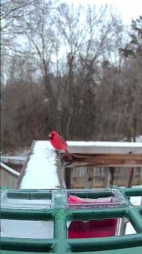 The Cardinal runs off the other birds! #birds #nature #birdsounds