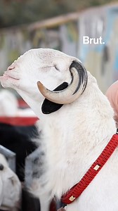🇸🇳 Au Sénégal, le Ladoum est bien plus qu’un mouton. C'est une fierté… et même un symbole de réussite sociale. Voici 5 choses à savoir sur cette race unique. | Brut Afrique