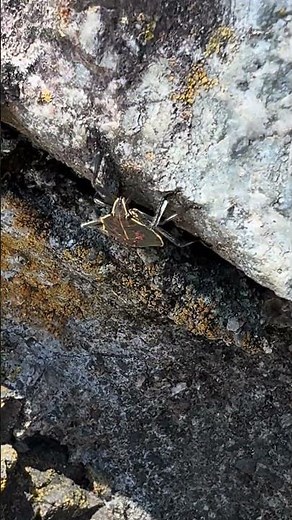 キマダラカメムシの終令幼虫？ #カメムシ #幼虫 #昆虫 #自然