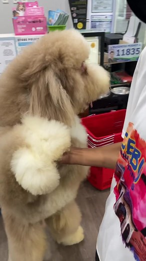 Paw Park and Grooming Services for Your Furbabies