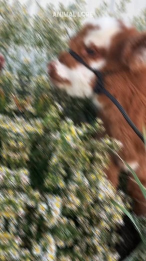 3 BEST Mini Cow breeds to own as pets 🐮🥰 #minicow #minihereford #mini... | Animal Love