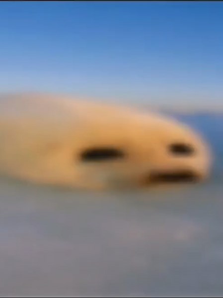 Funny Seal Meme Edit | Cute Brain Rot Seal Video