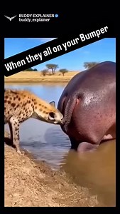 992K views · 12K reactions | When they like how you smell #voiceover #reaction #animals | Montrell Echo | Facebook