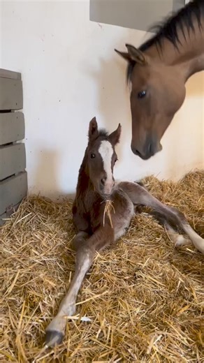 45K views · 1.8K reactions | Beautiful long legged colt ♥️ @josephs_dream_appaloosas | Horse Lovers | Facebook
