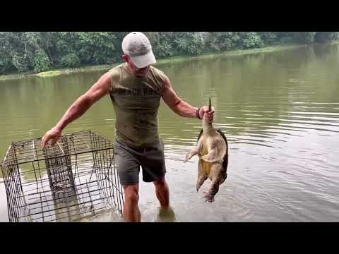 Catching two snapping turtles in a homemade trap to fill the freezer for the winter