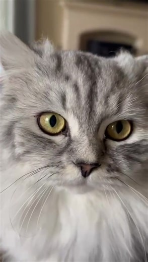 Tibo just playing it cool 🕶️. #cat #coolcat #silver #silvertabby #fyp