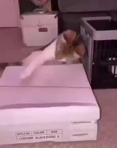 114K views · 1.2K reactions | best cat song | Quotations and knowledge | Facebook