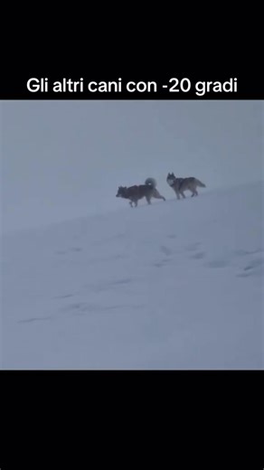 Understanding the American Staffordshire Terrier