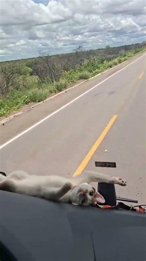 Cute Cat Rides on Truck Dashboard || ViralHog
