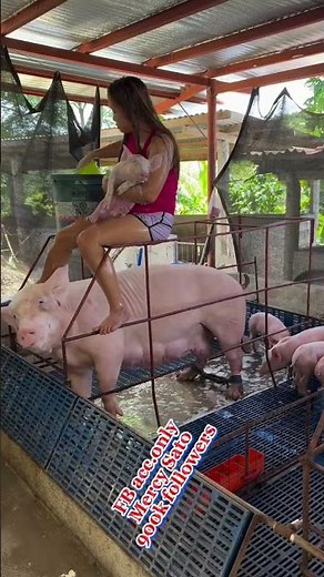 Small Village Pig Farm Big Results #PigFarming #PigFarm #VillageLife