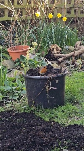 Spring Cleaning treats for Pip