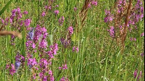 Flowers of Chamaenerion angustifolium blooming in summer field. Product for natural tea. Chamaenerion angustifolium closeup. Herbal medicine. Flowers of fireweed blossoming in field