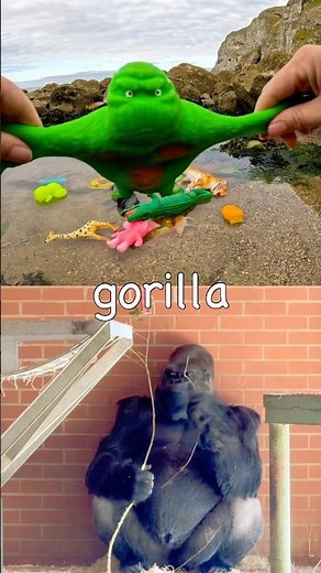 Learn Animal Names for Babies Kids at the Rock Pool: Giraffe Snow Leopard Snake Crocodile Gorilla