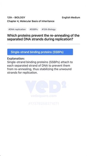 DNA Replication Role of SSBPs 12th Biology Chapter 4
