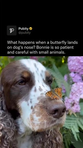 Pubity on Instagram: "🦋 Bonnie is such a good girl. Butterflies can enrich a dog’s outdoor experience by stimulating their senses and encouraging natural exploration. Dogs may try to chase or sniff them, but butterflies are harmless. Their relationship is mostly one of curiosity and gentle interaction. @spanielbonnie on Instagram via ViralHog #dogs #wholesome #pubity"