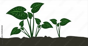 taro plants planted in the ground plant in the ground plants that grow in the ground