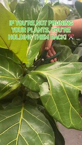 ✨ 5 Benefits of Pruning Your Plants ✨ ✂️ Encourages new growth 🌱 Keeps plants looking full lush 🌞 Improves light air flow 🪴 Controls shape & size 🌼 Promotes flowering If you’re not pruning your plants… you’re holding back their full potential! 💪 Let them thrive 🌿 | Melbourne Indoor Plants