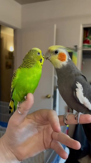 #cockatiel #parakeet #talkativebird #birdsoftiktok | cockatiel