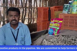 Language: Marathi Product: Premium VAM Shakti (A Bio-Fertilizer product in granular formulation) Microbe: Vesicular Arbuscular Mycorrhiza "VAM" (CFU 100 Propagules per gm) Improves plant root growth and development. Increases mobilization and uptake of phosphate and minerals. #vamshakti #organic #agriculture #farmers #farmersfirst #farming #agribusiness #biologicals #IPLBiologicals #IPL #biosolutions #biofertilizers #biologicalfertilizers #sustainable #bestbiologicalsinindia #bestorganicfertiliz