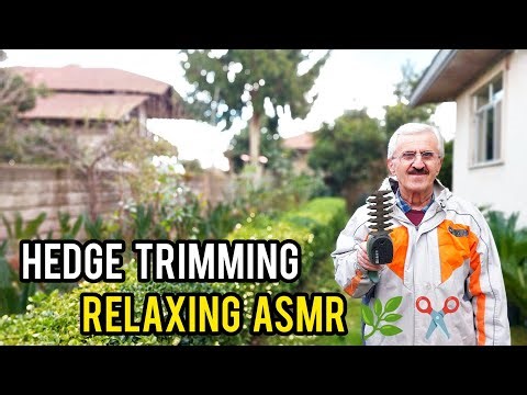 Satisfying Hedge Trimming & Boxwood Shaping | Relaxing Garden ASMR No Talking 🌿✂️