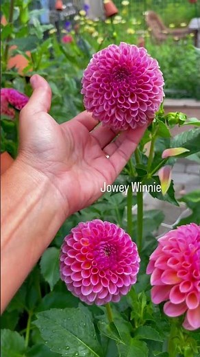 The prettiest dahlia varieties I’ll always grow 🌸
