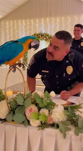 Officer this is a HEAD TABLE not an interrogation table 😭💍 #talkingparot #funny