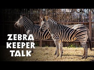 **NEW** African Savannah Zebra Keeper Talk at Taronga Zoo Sydney