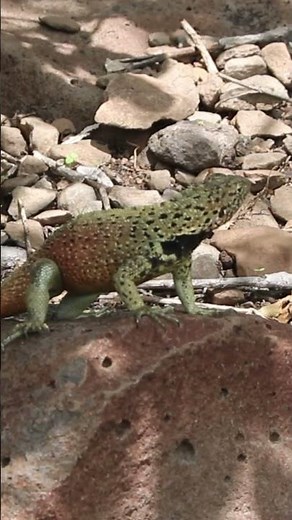 Hood Lava Lizard (Microlophus delanonis) Colour #reptiles #lizards #galapagoswildlife