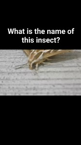 What is the name of this insect? #reels #viralvideo | Fitness and weightless fast