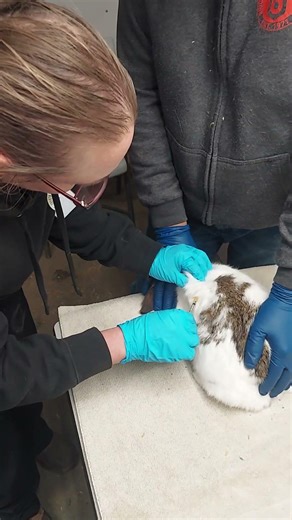 Rabbit Sq Injection with Buttons