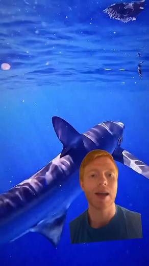 When most people think of sharks they think of an apex predator, but they have predators they have to worry about too! #Shark #sharks #animals #marinebiology #sea #sealife | All Things Marine Life