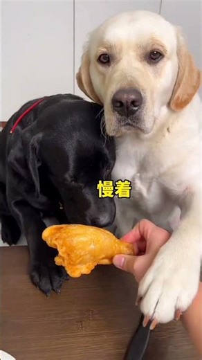 Owner pranked the dogs,The dogs had a shocking reaction😧 #shorts